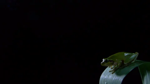 Southern frogs Stock Footage 35105907