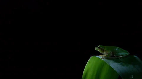 Southern frogs Stock Footage 35106018