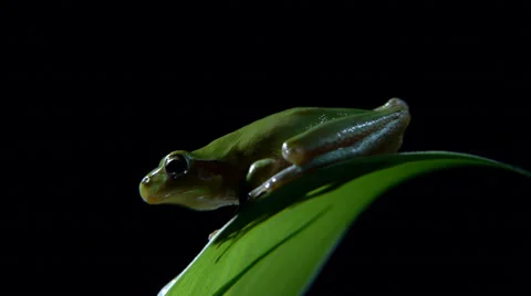Southern frogs Stock Footage 35106138