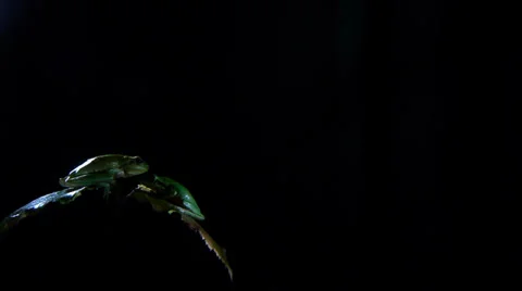Southern frogs Video stock 35106590