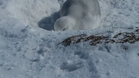Southern Fulmar digging snow Stock Footage 73708017