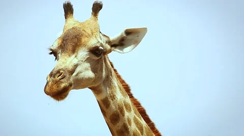 Southern Giraffe chewing cud in Botswana, Africa. Stock Footage 44105929