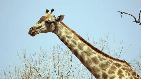 Southern Giraffe chewing cud in Botswana, Africa. Stock Footage 44106390