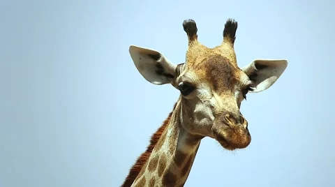 Southern Giraffe chewing cud in Botswana, Africa. Stock Footage 44106874
