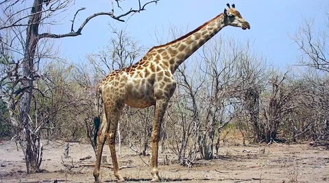 Southern Giraffe chewing cud in Botswana, Africa. Stock Footage 44107945