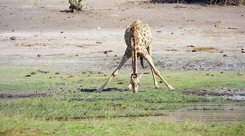 Southern Giraffe drinking water in Botswana, Africa. Stock Footage 44107045