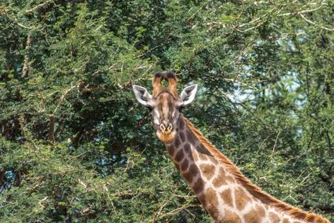 Southern Giraffe (Giraffa giraffa) Stock Photos