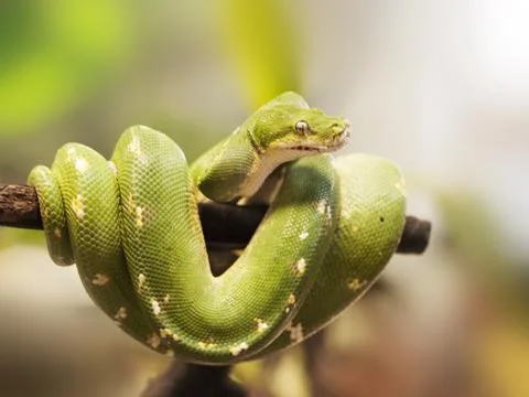 Southern green python - Morelia viridis - on the branch Stock Photos