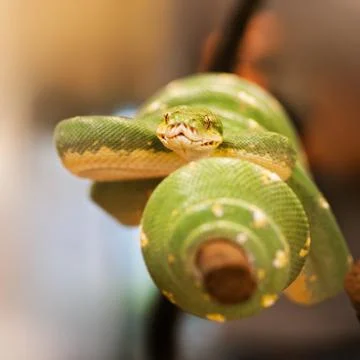 Southern green python prepared for attack - Morelia viridis 스톡 사진