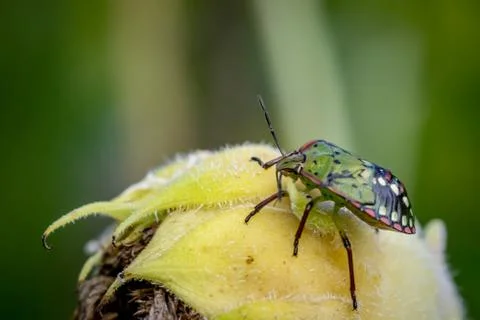 Southern green shield bug or Green vegetable bug (Nezara viridula) on sunflow Stock Photos