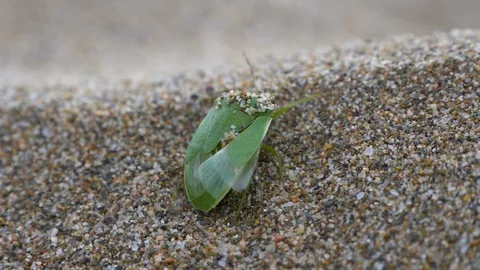 Southern green stink vegetable bug trying to climb a desert dune in slow motion. Stock Footage 97450077