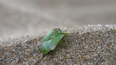 Southern green stink vegetable bug trying almost on the top of a desert dune. Stock Footage 97450200