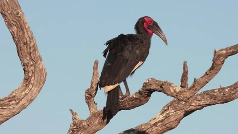 Southern ground hornbill endangered Stock Footage 297575341