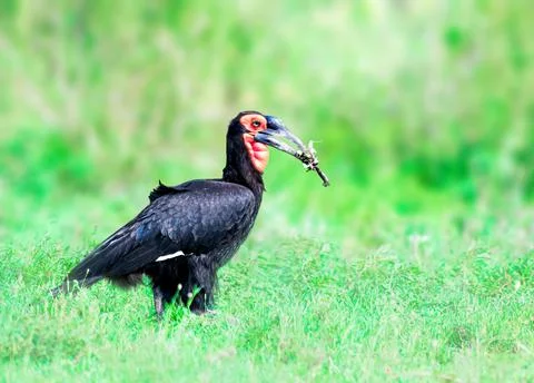 Southern Ground Hornbill snacking on a bug Stock Photos
