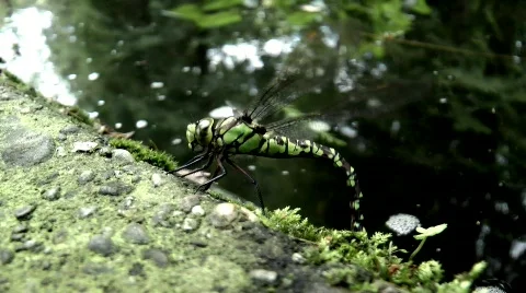 Southern Hawker  Stock Footage 859535