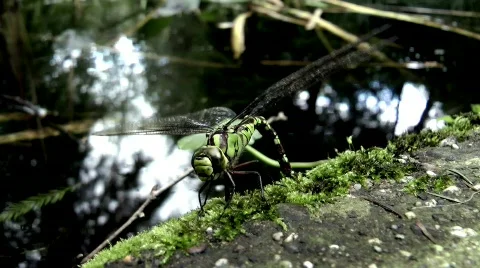 Southern Hawker  Stock Footage 859538