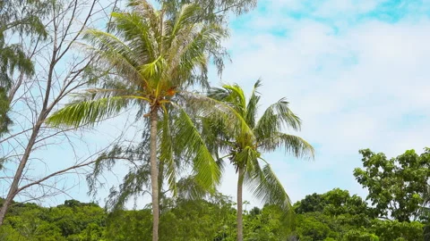 Southern Island, Palm Trees Stock-Footage 327762953