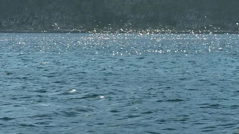 Southern landscape Video stock 79187168