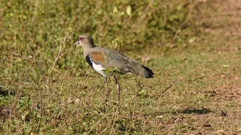 Southern Lapwing false incubating Stockbeeldmateriaal 86205025
