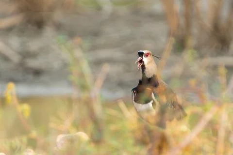 Southern lapwing on ground surrounded by low vegetation Stock Photos