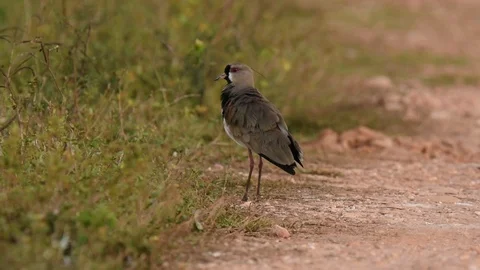Southern Lapwing preening Video stock 88544826