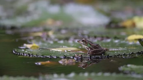 Southern Leopard Frog on Lily Pad Vidéo 53462853