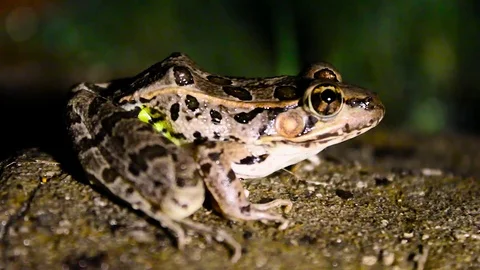 Southern Leopard frog at night on rock at pond Video stock 79664989