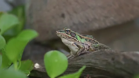 Southern Leopard Frog sitting on log 스톡 동영상 310864179
