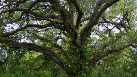 Southern live oak tree (Quercus virginiana) branches - Davie, Florida Stock Footage 129397842