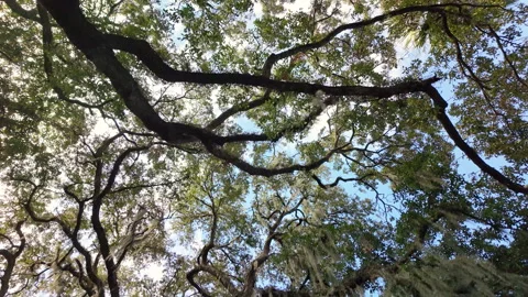 Southern live oak trees draped with Spanish moss in downtown Savannah, Georgia Stock Footage 314143355