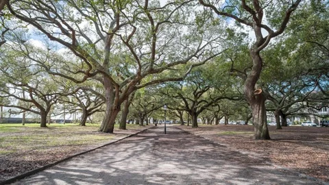 Southern Live Oak Trees Timelapse Stock Footage 271378848