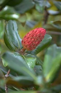 Southern magnolia Stock Photos