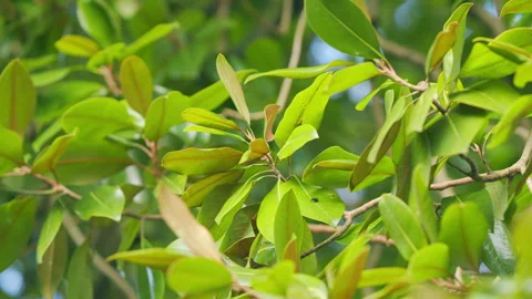 Southern Magnolia Tree Detail Magnolia Stock Video Pond5 Southern Magnolia Tree Detail Magnolia Stock Video Pond5
