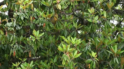 Southern magnolia tree Stock Footage 11060306