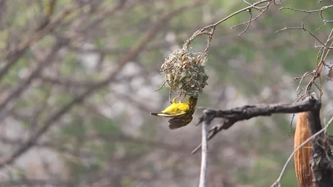 Southern masked weaver (Ploceus velatus), or African masked weaver Stock Footage