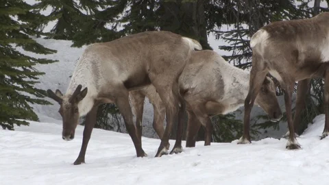 Southern mountain caribou bulls move toward camera. Stock Footage