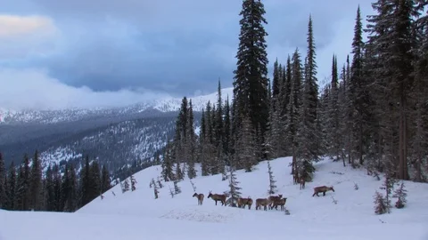 Southern mountain caribou herd in early morning light Stock Footage