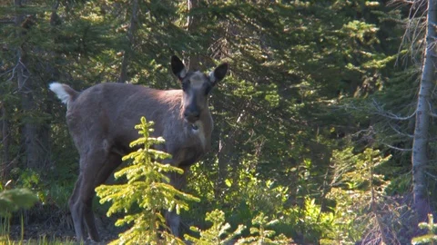 Southern mountain caribou in high elevation forest Stock Footage 107118617