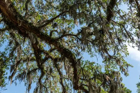 Southern Oak Tree Branches Foto stock