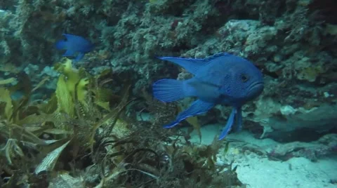 Southern Ocean Blue Devil, Paraplesiops meleagris Stock Footage 56875512