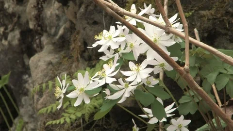 Southern Ohio Stock Footage 120199787