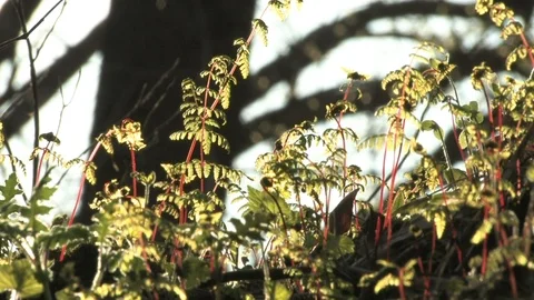 Southern Ohio Stock Footage 120201619