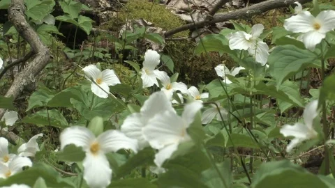 Southern Ohio Stock Footage 120359732