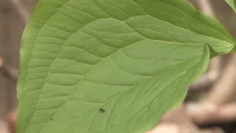 Southern Ohio Stock Footage 120584282