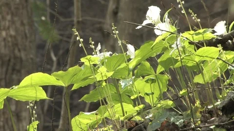 Southern Ohio Stock Footage 120792688