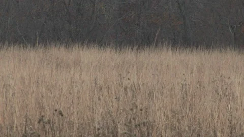 Southern Ohio Stock Footage 181296837