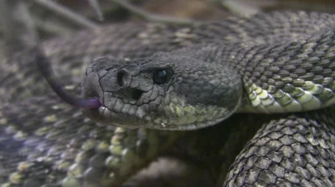 Southern Pacific RattleSnake close up and personal face shot HD 8 Stock Footage