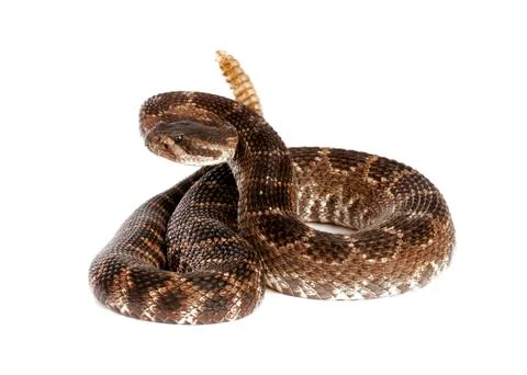 Southern Pacific Rattlesnake Stock Photos