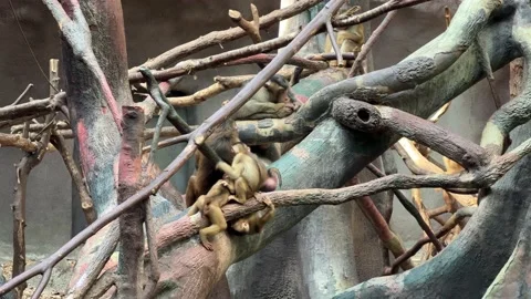 Southern pig-tailed macaque. Big family of monkeys. 4K 库存影片 204788914
