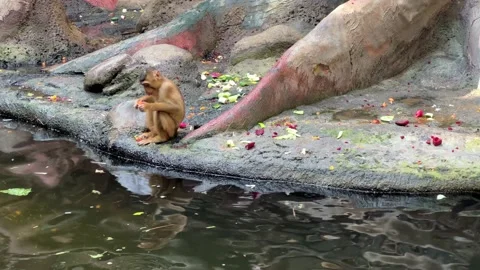 Southern pig-tailed macaque. Big family of monkeys. 4K Видео 204788993